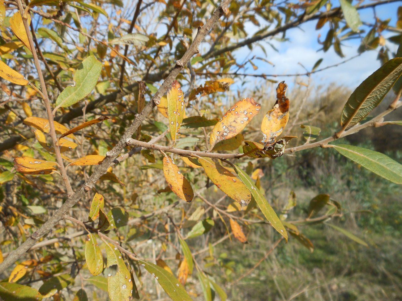 Salix atrocinerea / Salice di Gallura